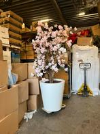 Bloesemboom roze en wit 200cm, Volle zon, Minder dan 100 cm, Zomer, Overige soorten
