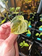 Philodendron Melanochrysum Variegata, Huis en Inrichting, Kamerplanten, Ophalen of Verzenden, Overige soorten, Minder dan 100 cm