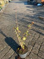 Meidoorn in pot - Crataegus, Ophalen, Overige soorten, Haag, Minder dan 100 cm