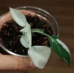 Philodendron white princess, Huis en Inrichting, Kamerplanten, Ophalen of Verzenden, Halfschaduw, Minder dan 100 cm