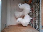 Pauwstaart koppel, Meerdere dieren
