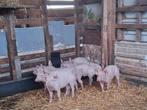 Biggen te koop, Dieren en Toebehoren, Schapen, Geiten en Varkens, Meerdere dieren, Varken, 0 tot 2 jaar