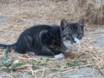 Lieve speelse kitten, Kater