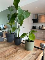 Strelitzia Nicolai Kamerplanten - 3 stuks, Ophalen, 100 tot 150 cm, Overige soorten, Halfschaduw