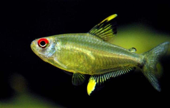 Citroen tetra - Citroentetra - Koidream Valburg, Dieren en Toebehoren, Vissen | Aquariumvissen, Zoetwatervis, Vis, Schoolvis