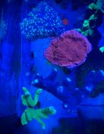 Koralen pakket bestaande uit 7 koralen!, Overige typen, Zoutwatervis