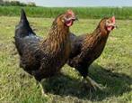 Harco kippen., Dieren en Toebehoren, Pluimvee, Vrouwelijk, Kip