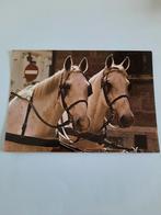 paard paarden kaart Poppverlag, Ophalen, 1980 tot heden, Ongelopen, Paard