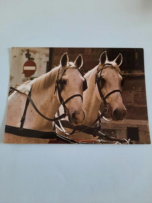 paard paarden kaart Poppverlag, Verzamelen, Ansichtkaarten | Dieren, Ongelopen, 1980 tot heden, Paard, Ophalen