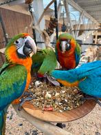 Ara | Div. soorten beschikbaar | Lief | Aanhankelijk, Dieren en Toebehoren, Vogels | Parkieten en Papegaaien, Meerdere dieren
