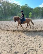 Bijrijdpaard/ pony gezocht (omgeving) Arnhem, Dieren en Toebehoren, Paarden en Pony's | Verzorgingsproducten, Ophalen, Nieuw