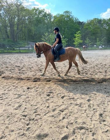 Bijrijdpaard/ pony gezocht (omgeving) Arnhem beschikbaar voor biedingen