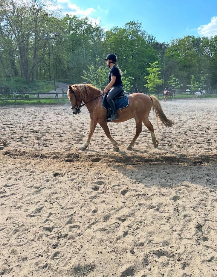 Bijrijdpaard/ pony gezocht (omgeving) Arnhem, Dieren en Toebehoren, Paarden en Pony's | Verzorgingsproducten, Nieuw, Ophalen of Verzenden