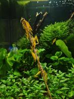 Yellow Neocaridina Garnalen, Dieren en Toebehoren, Vissen | Aquariumvissen, Kreeft, Krab of Garnaal