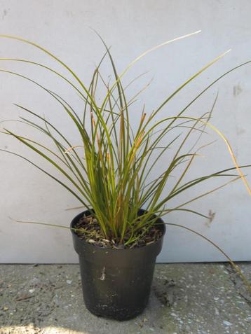 Carex testacea prairie fire, siergrassen planten p9 beschikbaar voor biedingen