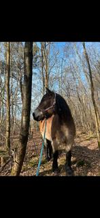Lease paardje aangeboden!, Dieren en Toebehoren, Ophalen, Zo goed als nieuw