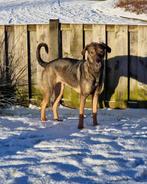 Gouden mandje gezocht, Dieren en Toebehoren, Honden | Niet-rashonden, CDV (hondenziekte), Teef, Eén hond, Nederland