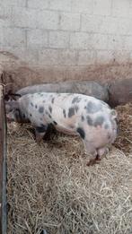 2  zeugen fok of kok, Dieren en Toebehoren