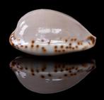 Schelpen: Cypraea angustata 23,5mm (F+++)  Tasmanië, Ophalen of Verzenden, Schelp(en)