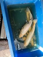 Koikarpers, Dieren en Toebehoren, Vissen | Vijvervissen, Karper of Koi