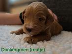 Australian Labradoodle puppies, Dieren en Toebehoren, 8 tot 15 weken, Meerdere, Meerdere dieren, Nederland