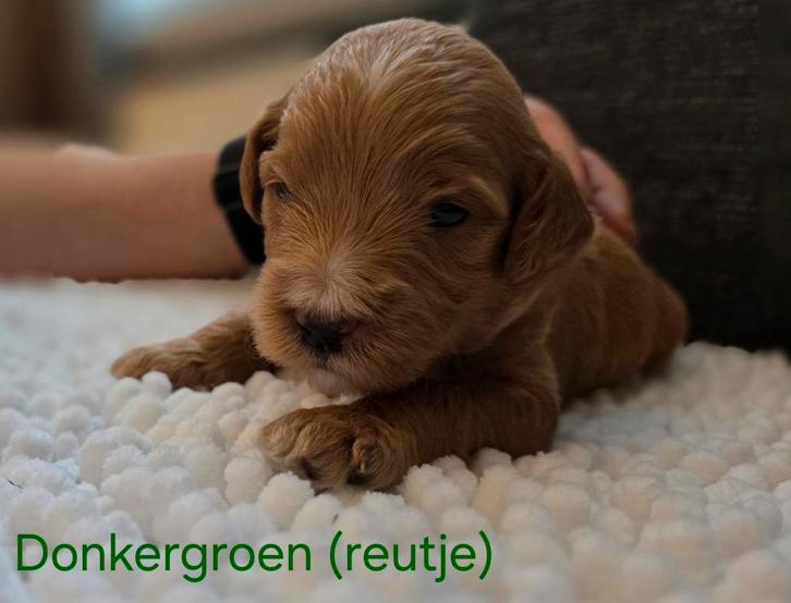Australian Labradoodle pups, Dieren en Toebehoren, Honden | Niet-rashonden, Meerdere dieren, Fokker | Hobbymatig, Meerdere, Nederland