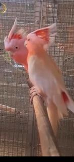 Interesse peiling , Koppel inca kaketoe, Meerdere dieren, Papegaai, Geringd