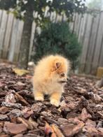 Unieke pomeriaan teefje (pup), Dieren en Toebehoren, Particulier, Keeshond, 15 weken tot 1 jaar, Rabiës (hondsdolheid)