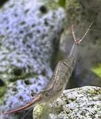 Gracilirostris Pinokkio's roodneus garnalen, Dieren en Toebehoren, Vissen | Aquariumvissen, Kreeft, Krab of Garnaal, Zoetwatervis