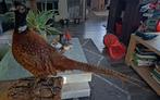 Taxidermie,Taxidermy Opgezette "bosfazant" man, Ophalen of Verzenden, Vogel, Opgezet dier
