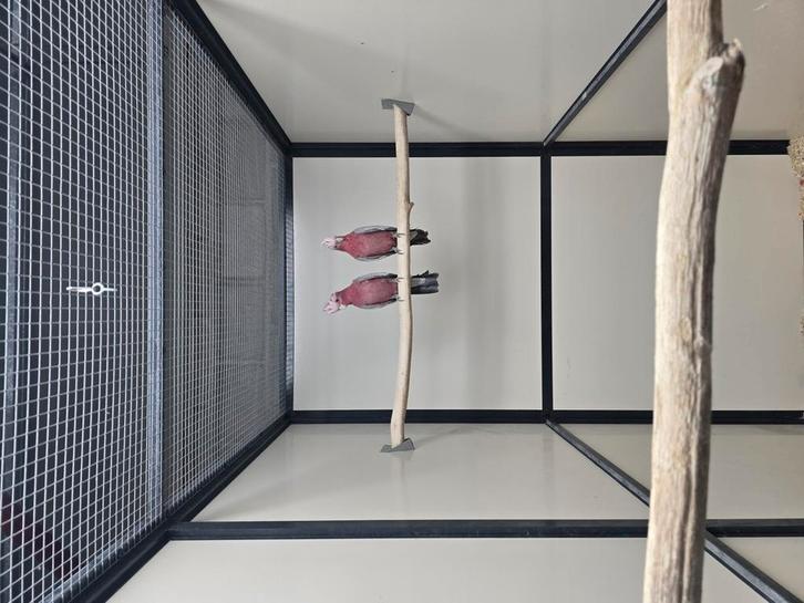 Rose kakatoe, Dieren en Toebehoren, Vogels | Parkieten en Papegaaien, Parkiet, Meerdere dieren