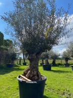 Tropische oase met een olijfboom olea europae, Tuin en Terras, Planten | Bomen, In pot, Olijfboom, Zomer, Volle zon