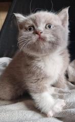 Lieve britse korthaar kittens, Meerdere dieren, Ontwormd, 0 tot 2 jaar