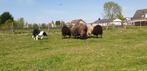 Schapenvachten, Meerdere dieren, Schaap