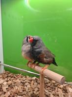 Te koop koppel charcoal man van 2024 geen ring
Pop split cha, Meerdere dieren