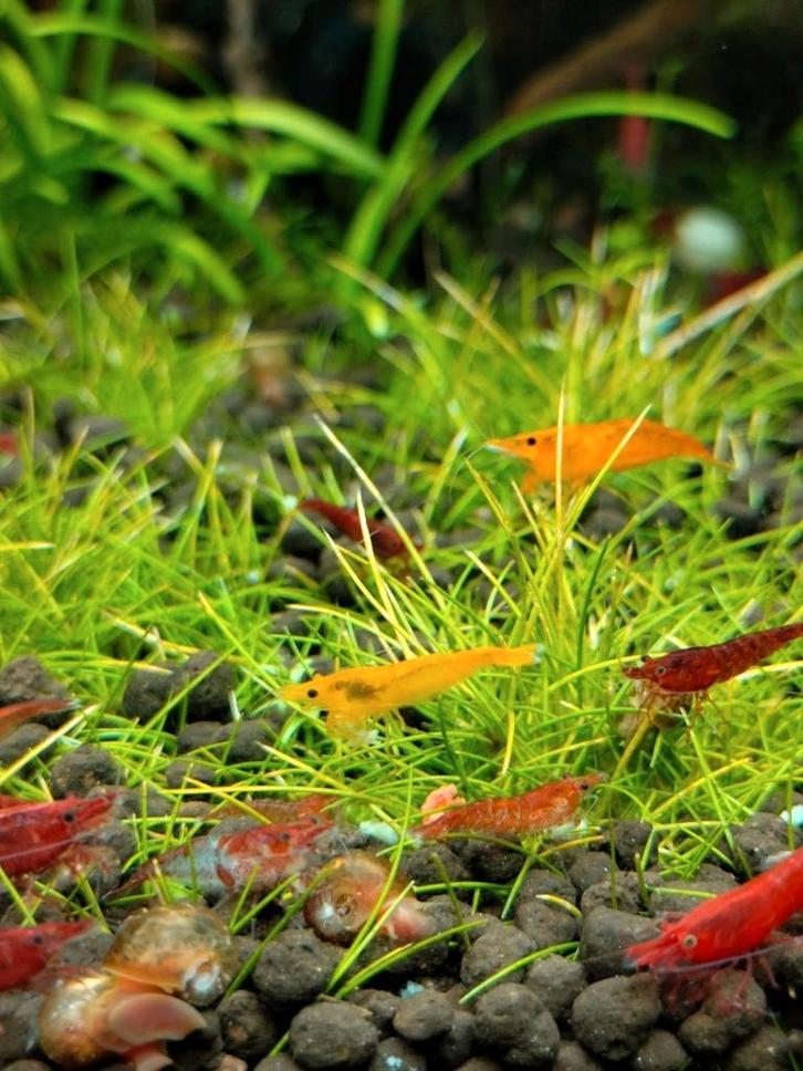 Vuur Cherry garnaal, roze Posthoorn, Mos Vesicularia Ferriei, Dieren en Toebehoren, Vissen | Aquariumvissen, Zoetwatervis, Kreeft, Krab of Garnaal