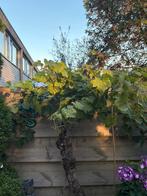 Druivenboom, Tuin en Terras, Planten | Bomen, Ophalen, Volle zon, Overige soorten