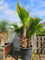 PALMBOMEN, OLIJFBOMEN & ANDERE MEDITERRANE BOMEN & PLANTEN, In pot, Halfschaduw, Ophalen of Verzenden, Minder dan 100 cm