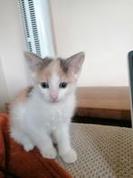 Kittens super lief te koop, Dieren en Toebehoren, Katten en Kittens | Overige Katten, Meerdere dieren, Kortharig, 0 tot 2 jaar