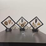 Unieke set van 11 fossielen in displays, Ophalen of Verzenden, Fossiel