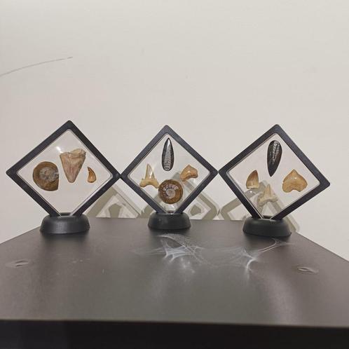 Unieke set van 11 fossielen in displays, Verzamelen, Mineralen en Fossielen, Fossiel, Ophalen of Verzenden