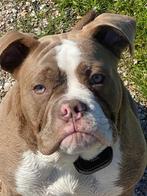 Old English Bulldog, Dieren en Toebehoren, Honden | Bulldogs, Pinschers en Molossers, Rabiës (hondsdolheid), Reu, Bulldog, Eén hond