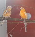 Koppel roodrugparkieten, Dieren en Toebehoren, Vogels | Parkieten en Papegaaien, Meerdere dieren, Parkiet