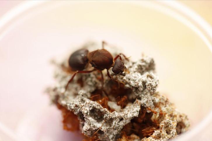 Acromyrmex en Atta (bladsnijders) kolonies, Dieren en Toebehoren, Insecten en Spinnen, Mieren