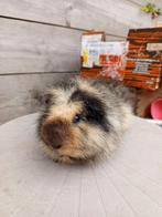 Ch Teddy - Beer, Cavia, Mannelijk, Juli, Tam