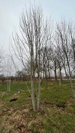 Tilia Platyphyllos , Tilia cordata Meerstammige Bomen, Overige soorten, Winter, Ophalen of Verzenden