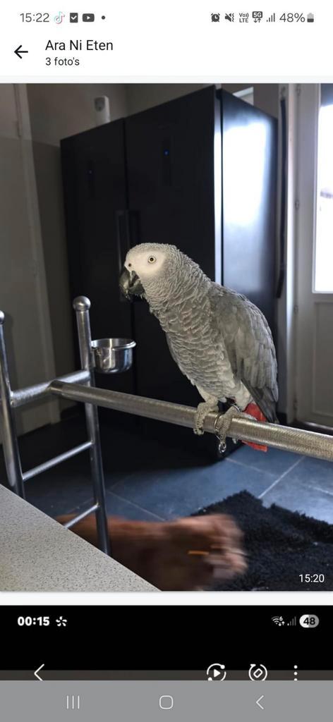 Tamme kweekman 9 jarige grijze roodstaart, Dieren en Toebehoren, Vogels | Parkieten en Papegaaien, Papegaai, Mannelijk