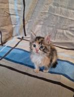 kittens, Dieren en Toebehoren, Geslacht onbekend, Ontwormd, 0 tot 2 jaar