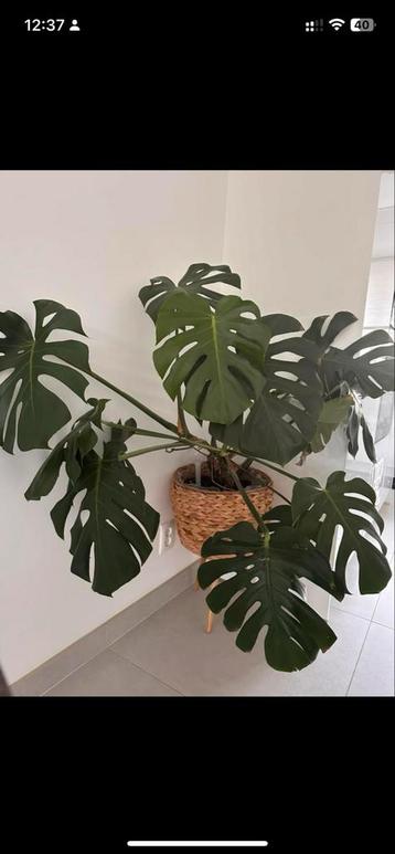 🪴🌱🪻Grote Monstera Kamerplant beschikbaar voor biedingen