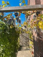 Volwassen blauwe druif 7 jaar – zoet, pitten, ranken tot 5m, Tuin en Terras, Planten | Fruitbomen, Ophalen, Overige soorten, Volle zon